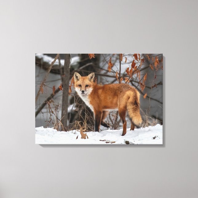 Winter Fox     Canvas Print (Front)