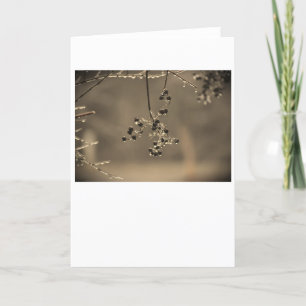 Winter Freeze, card