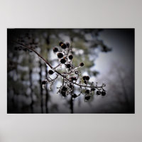 Winter Freeze,