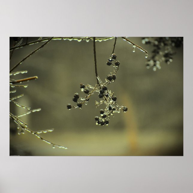 Winter Freeze, Poster (Front)