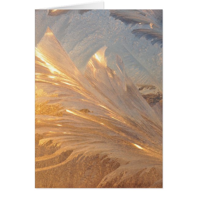 Winter Frost on Glass (Front)