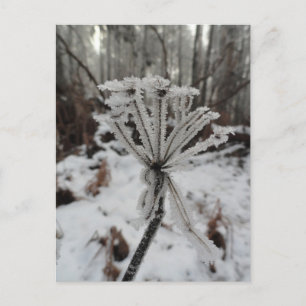 Winter frost on plants in the forest  holiday postcard