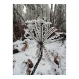 Winter frost on plants in the forest  photo print