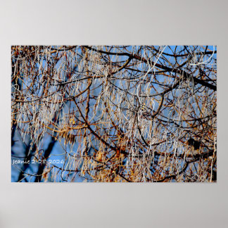 Winter frosted tree poster