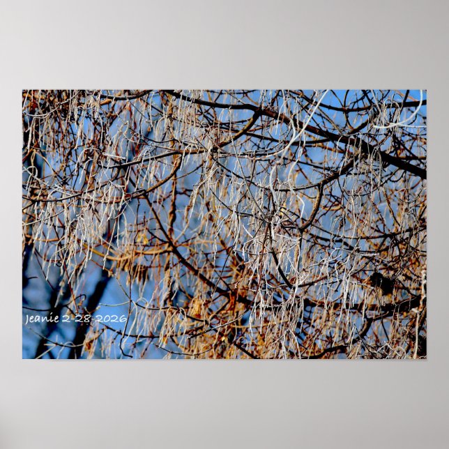 Winter frosted tree poster (Front)