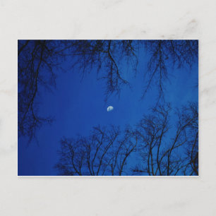 Winter Full Moon With Trees Postcard