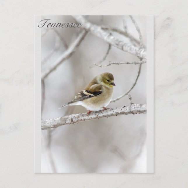 Winter Goldfinch Postcard (Front)