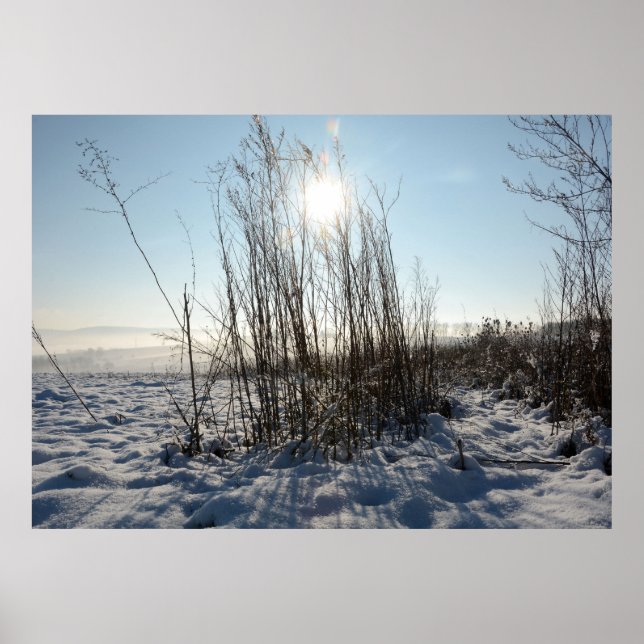 Winter grasses   - poster (Front)