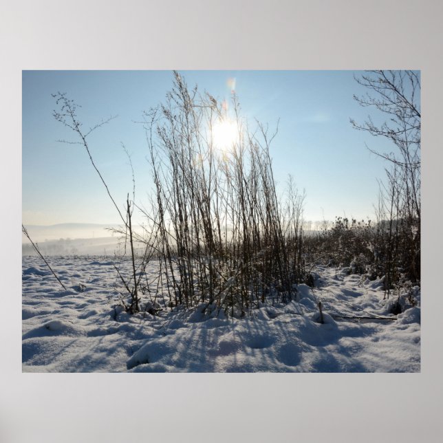 Winter grasses   - poster (Front)