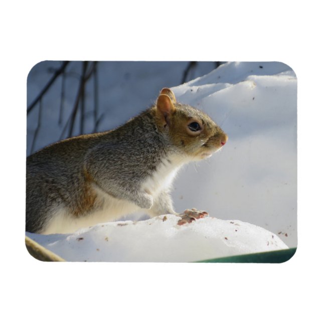 Winter Grey Squirrel Magnet (Horizontal)