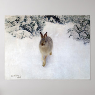 Winter Hare (Rabbit), Bruno Liljefors Poster