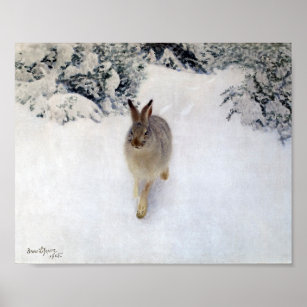 Winter Hare (Rabbit), Bruno Liljefors Poster