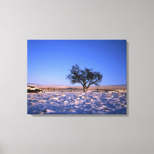 Winter Hawthorn Tree Holiday Card Canvas Print