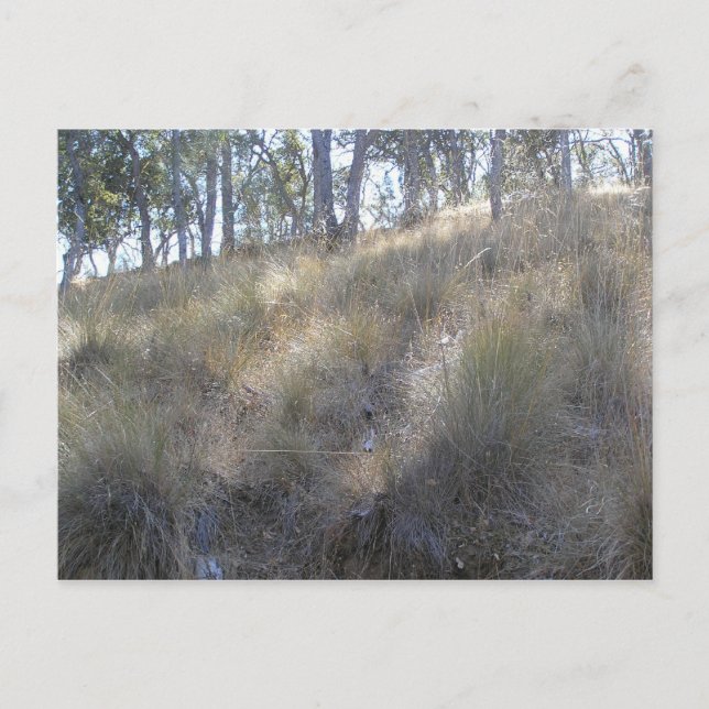 Winter hillside near Livermore, CA Postcard (Front)