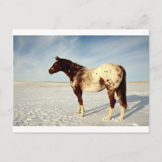 Winter Horse Postcard