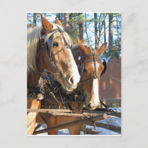 Winter Horses Sturbridge Village Massachusetts Postcard