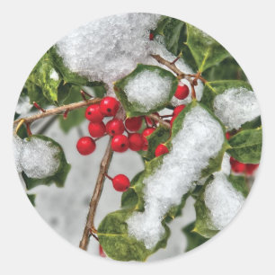 Winter - Ice coated Holly Classic Round Sticker
