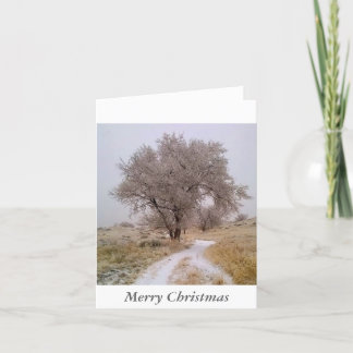 Winter in Colorado Christmas Card