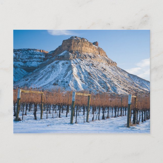 Winter in Colorado Wine Country Postcard (Front)