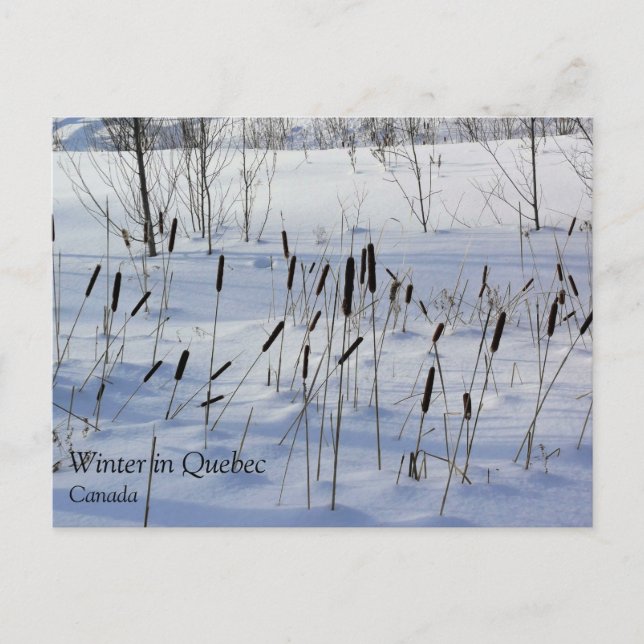 Winter in Quebec, Canada Postcard (Front)
