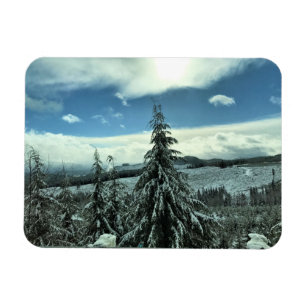 Winter in the Tillamook State Forest, Oregon Magnet