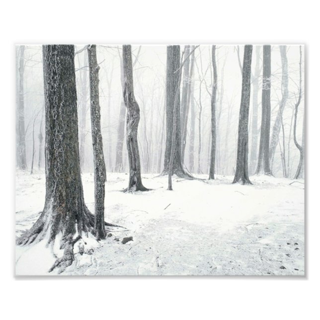 Winter in the Woods Photo Print (Front)