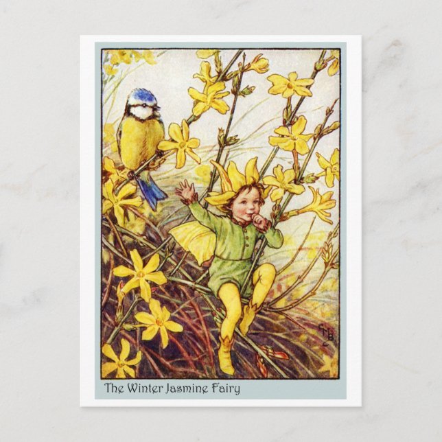 Winter Jasmine  Fairy Postcard (Front)