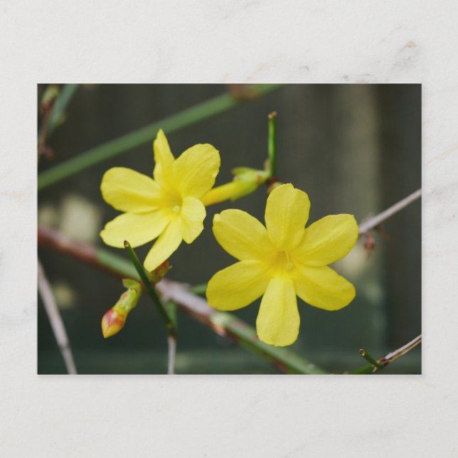 Winter Jasmine Flowers Postcard (Front)