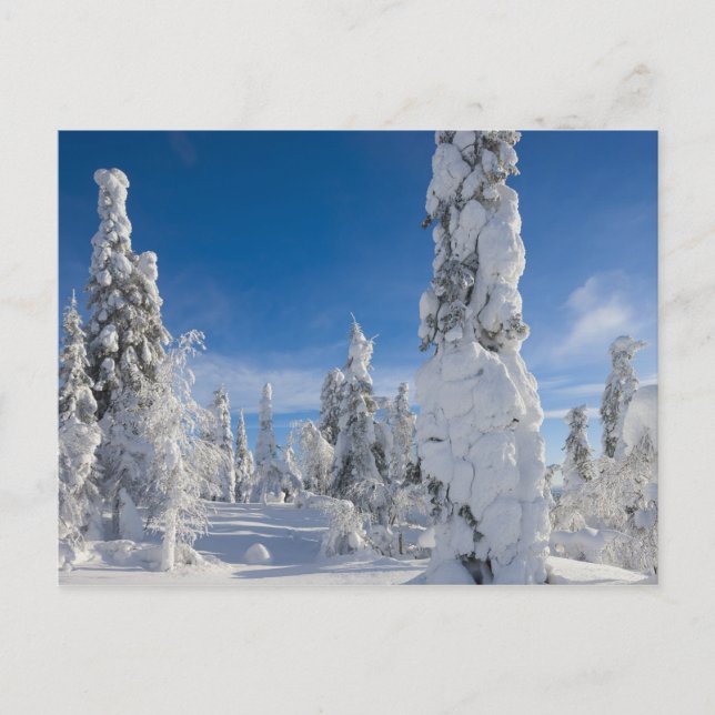 Winter landscape in Lappland Postcard (Front)