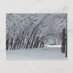 Winter Landscape Photo Postcard