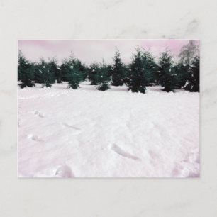 Winter landscape with larches in the snow  postcard