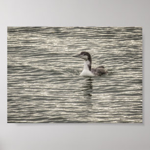 Winter Loon Conesus Lake Birds Grey Archival Poster