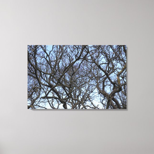 Winter Magnolia Branches in Early Spring Canvas Print (Front)