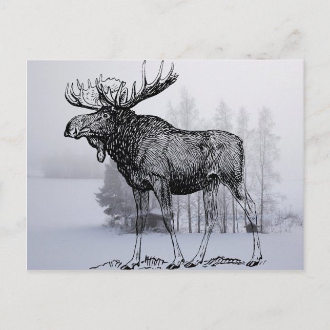Winter Moose Postcard (Front)