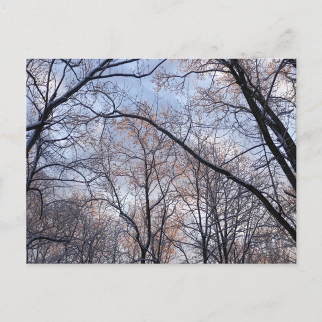 Winter Morning II Nature Landscape Postcard (Front)