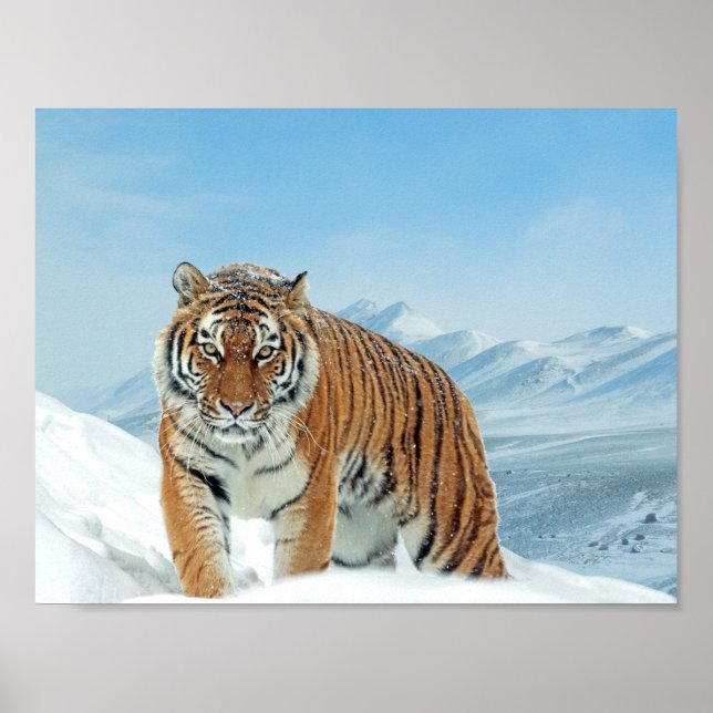 Winter Nature Photo Poster des Monts Tiger Neige (Devant)