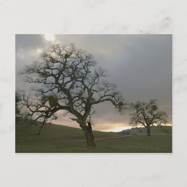 Winter Oaks with Mistletoe Postcard (Front)