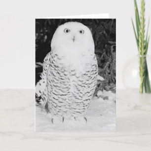 Winter Owl Holiday Card