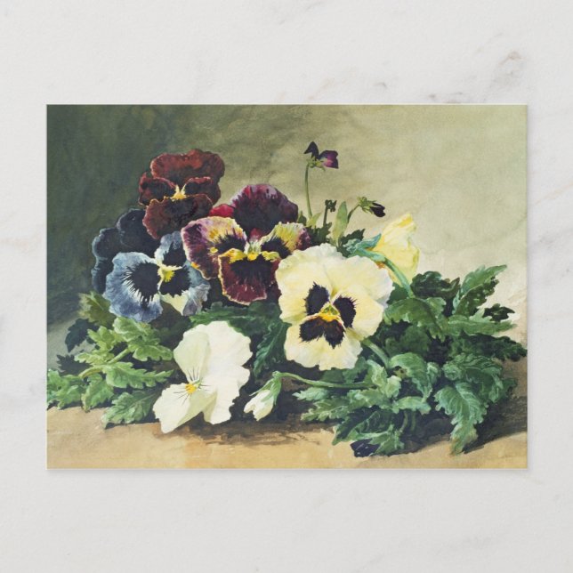 Winter Pansies, 1884 Postcard (Front)