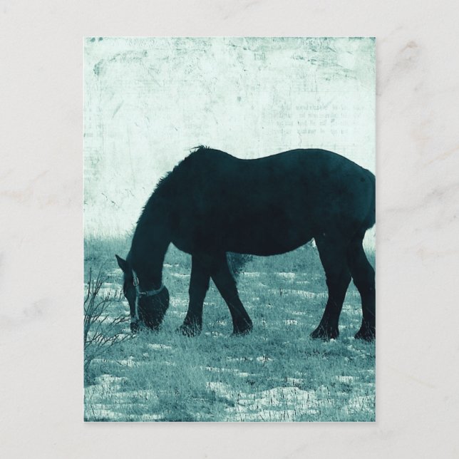 Winter Percheron Postcard (Front)