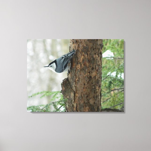 Winter Pines- White Breasted Nuthatch Canvas Print (Front)