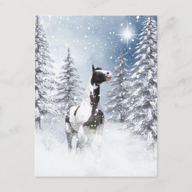 Winter pinto horse postcard (Front)