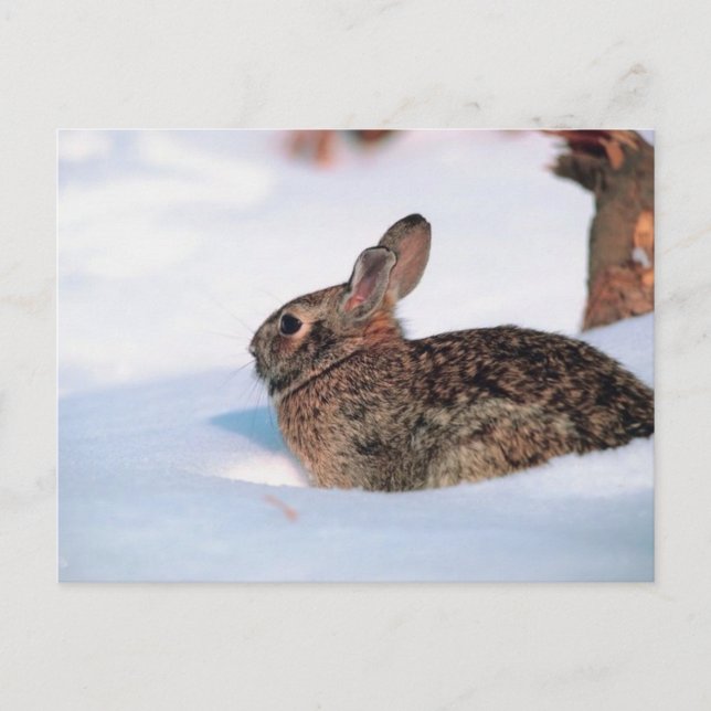Winter Rabbit Postcard (Front)