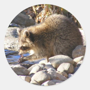 Winter Raccoon ~ autocollant