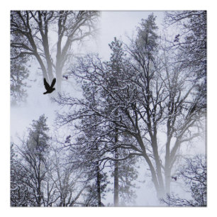 Winter Raven... Poster