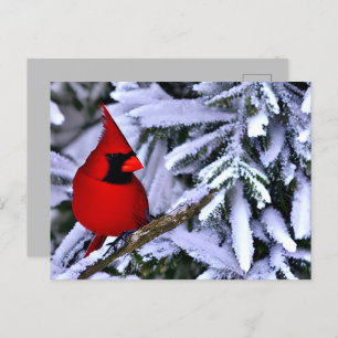 Winter Red Cardinal Postcard