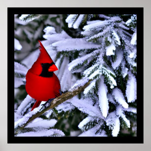 Winter Red Cardinal Poster