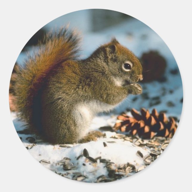 Winter Red Squirrel Holiday Cards Stickers (Front)