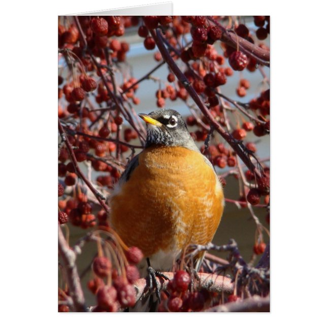 Winter Robin (Front)