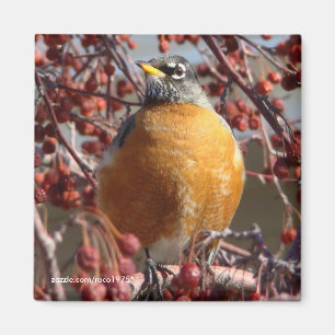 Winter Robin Magnet